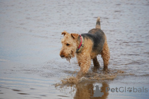 Zdjęcie №1. airedale terrier - na sprzedaż w Glenmaye | negocjowane | Zapowiedź №168776