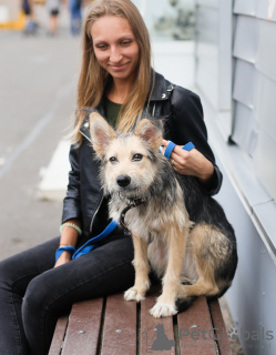 Zdjęcie №4. Sprzedam pies nierasowy w Petersburg. prywatne ogłoszenie - cena - Bezpłatny