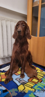 Zdjęcie №3. Czerwone szczenięta irlandzkiego czerwonego setera. Ukraina