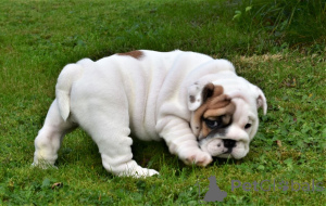 Zdjęcie №2 do zapowiedźy № 135288 na sprzedaż   - wkupić się Malta 