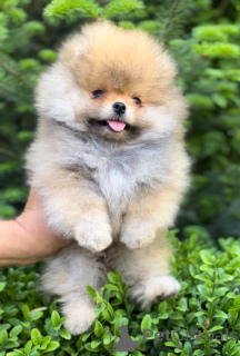 Zdjęcie №3. Pomeranian Spitz. Ukraina