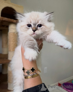 Zdjęcie №1. kot syberyjski - na sprzedaż w Eksjo | negocjowane | Zapowiedź № 160243