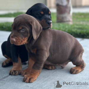 Zdjęcie №1. doberman - na sprzedaż w Meksyk | 3476zł | Zapowiedź №172864