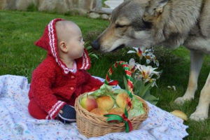 Dodatkowe zdjęcia: Czechosłowackie wilczaki na sprzedaż