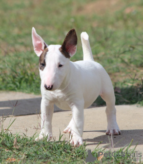 Zdjęcie №3. Szczenięta Mini Bull Terrier. Serbia