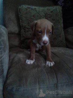 Zdjęcie №4. Sprzedam amerykański pitbulterier w Bielefeld. prywatne ogłoszenie - cena - 3348zł