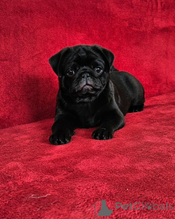 Zdjęcie №3. Mężczyzna Pug Puppy Pug Pug Puppy 750 Mężczyzna 850 kobiet Brasher Falls Ny. USA