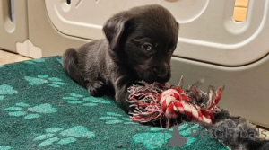 Zdjęcie №3. Labrador retriever. Niemcy