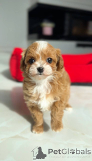 Zdjęcie №4. Sprzedam pies nierasowy w Berlin. hodowca - cena - negocjowane