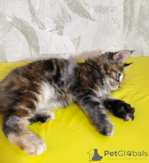 Zdjęcie №3. Rady skał main-kun są sprzedawane. Federacja Rosyjska