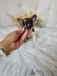 Zdjęcie №4. Sprzedam chihuahua (rasa psów) w Paryż. hodowca - cena - Bezpłatny