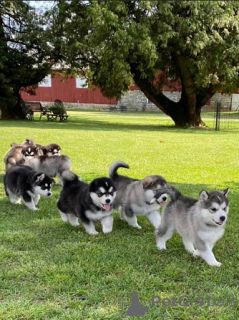 Zdjęcie №1. alaskan malamute - na sprzedaż w Murcia | negocjowane | Zapowiedź №176555