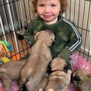 Zdjęcie №2 do zapowiedźy № 126557 na sprzedaż  mops - wkupić się Niemcy prywatne ogłoszenie