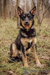 Zdjęcie №2 do zapowiedźy № 9813 na sprzedaż  pies nierasowy - wkupić się Federacja Rosyjska ze schronu