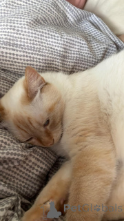 Zdjęcie №2 do zapowiedźy № 142270 na sprzedaż   - wkupić się Luksemburg prywatne ogłoszenie