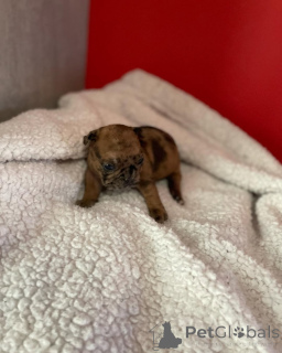 Zdjęcie №1. buldog francuski - na sprzedaż w Paryż | 11959zł | Zapowiedź №163038