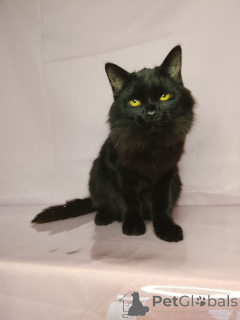 Zdjęcie №1.  - na sprzedaż w Rzeka Moskwa | Bezpłatny | Zapowiedź № 160285