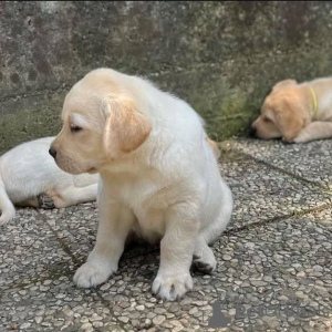Zdjęcie №2 do zapowiedźy № 165329 na sprzedaż  labrador retriever - wkupić się Austria hodowca
