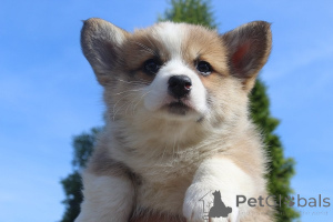 Zdjęcie №3. Walijski Corgi Pembroke. Serbia