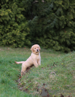 Dodatkowe zdjęcia: GOLDEN RETRIEVER- american type, american line,