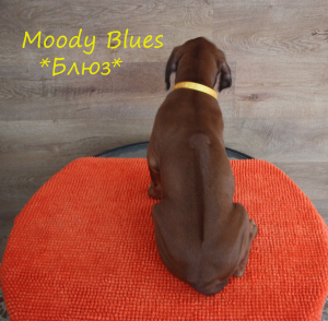 Zdjęcie №3. Rhodesian Ridgeback Szczenięta szukają właścicieli. Federacja Rosyjska