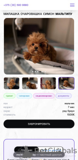 Zdjęcie №4. Sprzedam maltipu w Witebsk. od żłobka - cena - 7654zł