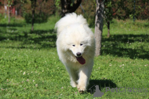 Dodatkowe zdjęcia: Samojed piękny szczeniak