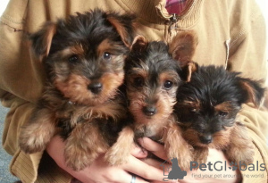 Zdjęcie №1. yorkshire terrier - na sprzedaż w Oyskhara | negocjowane | Zapowiedź №64745