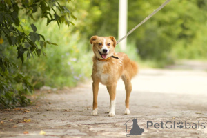 Zdjęcie №2 do zapowiedźy № 150470 na sprzedaż  pies nierasowy - wkupić się Federacja Rosyjska prywatne ogłoszenie