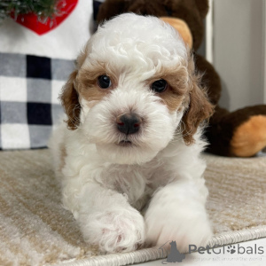 Zdjęcie №2 do zapowiedźy № 134927 na sprzedaż   - wkupić się Niemcy 