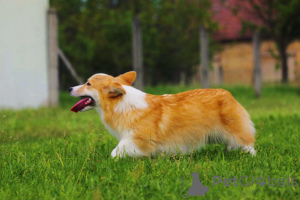 Zdjęcie №3. Welsh Corgi Pembroke na sprzedaż Kobieta. Serbia