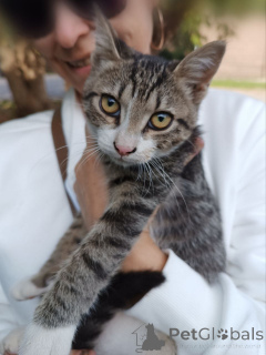 Zdjęcie №2 do zapowiedźy № 152386 na sprzedaż   - wkupić się Federacja Rosyjska 