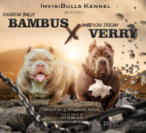 Zdjęcie №4. Sprzedam american bully w Mińsk. hodowca - cena - 11613zł
