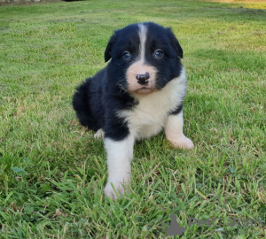 Zdjęcie №3. Urocze szczenięta Border Collie do bezpłatnej adopcji. Niemcy