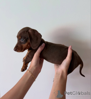 Zdjęcie №3. Prachtige teckelpuppy's zoeken een Liefdevol nieuw thuis. Holandia