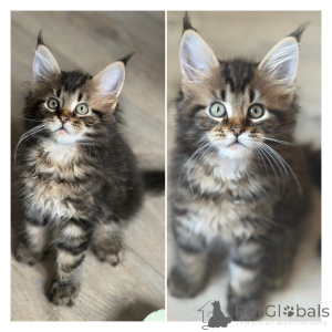 Zdjęcie №2 do zapowiedźy № 174691 na sprzedaż  maine coon - wkupić się Belgia 