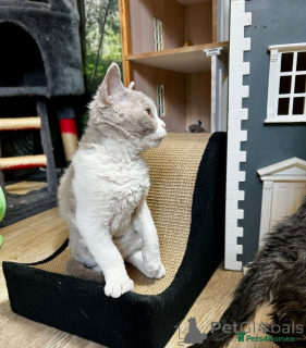 Zdjęcie №3. Selkirk Rex Kitten teraz gotowy. Austria