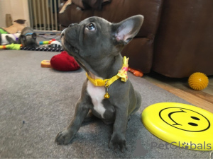 Zdjęcie №3. Samiec i suczka buldoga francuskiego Mam 2 piękne szczenięta, są bardzo dobrze. Włochy