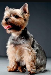 Zdjęcie №1. yorkshire terrier - na sprzedaż w Olten | 5740zł | Zapowiedź №168928