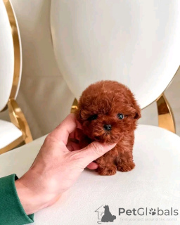 Zdjęcie №2 do zapowiedźy № 138973 na sprzedaż  pudel (zabawka) - wkupić się USA prywatne ogłoszenie, hodowca