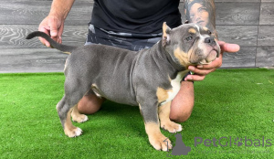 Zdjęcie №4. Sprzedam american bully w Bijeljina. hodowca - cena - negocjowane