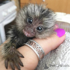 Zdjęcie №3. Napisz do mnie na PW, jeśli jesteś zainteresowany zdobyciem. Holandia