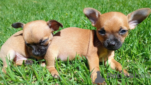 Zdjęcie №1. chihuahua (rasa psów) - na sprzedaż w Feldkircch | negocjowane | Zapowiedź №170071