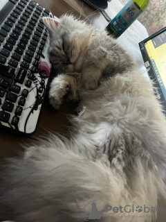 Zdjęcie №2. Hotel dla zwierząt w Szwajcaria. Price - 718zł. Zapowiedź № 131515