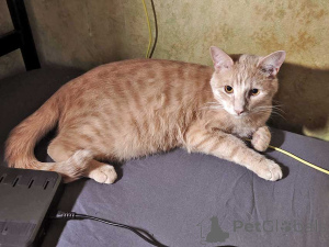 Zdjęcie №1.  - na sprzedaż w Moskova | Bezpłatny | Zapowiedź № 163751