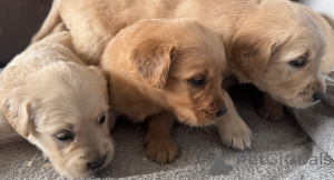 Zdjęcie №1. golden retriever - na sprzedaż w Dublin | 4634zł | Zapowiedź №164298