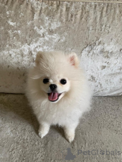 Zdjęcie №3. Filiżanka Pomorska. Francja