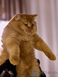 Zdjęcie №3. Kotek brytyjski krótkowłosy. Holandia