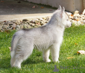 Zdjęcie №2 do zapowiedźy № 168783 na sprzedaż  shiba - wkupić się USA 