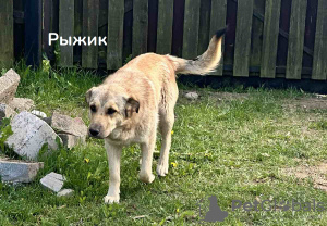 Zdjęcie №1. pies nierasowy - na sprzedaż w Mińsk | Bezpłatny | Zapowiedź №103863